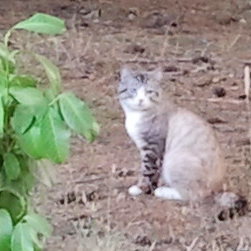 Fundraising Page: Candie Corriher